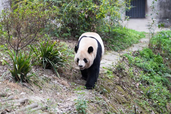 Härlig jättepanda i zoo — Stockfoto