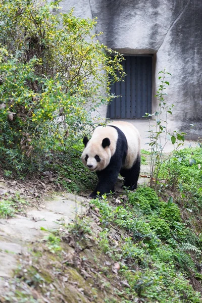 Sevimli dev panda Hayvanat Bahçesi — Stok fotoğraf