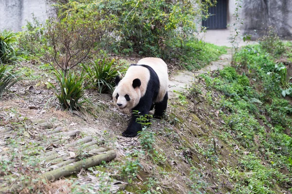 Sevimli dev panda Hayvanat Bahçesi — Stok fotoğraf