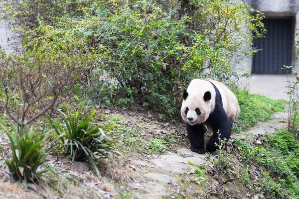 Härlig jättepanda i zoo — Stockfoto