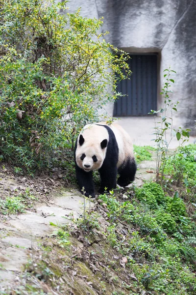 Encantador panda gigante en el zoológico — Foto de Stock