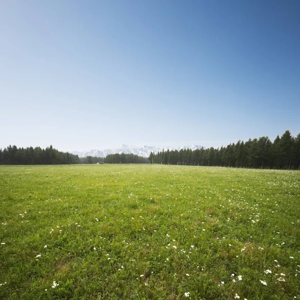 美丽的草田和白雪山景观 — 图库照片