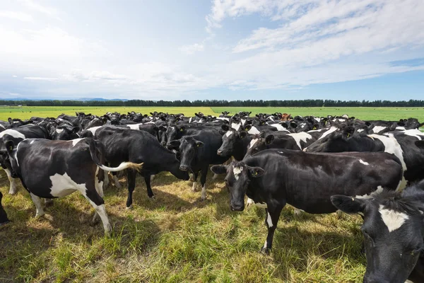Vacas Pasto Nova Zelândia Dia Ensolarado — Fotografia de Stock