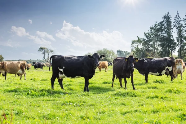 Vaches en Nouvelle-Zélande et pâturages — Photo