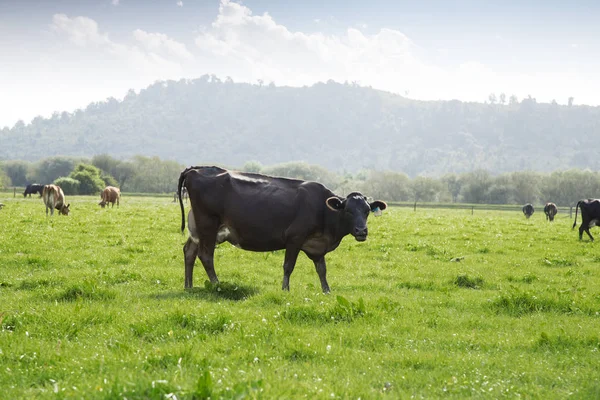 Αγελάδες για βοσκότοπο Νέα Ζηλανδία — Φωτογραφία Αρχείου