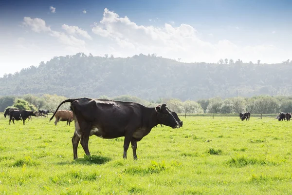 Cows on new zealand pasture — Stock Photo, Image