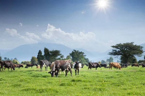 Vacas en nuevos pastos zelandeses — Foto de Stock