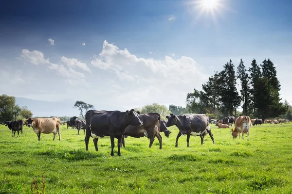 Cows on new zealand pasture — Stock Photo, Image