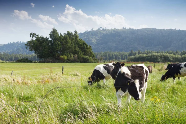 Vacas em pastagens neozelandesas — Fotografia de Stock