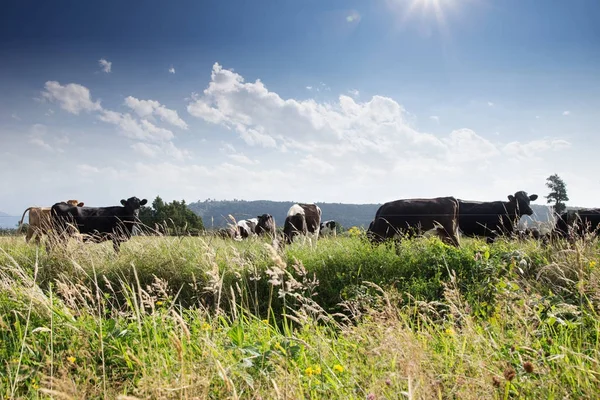 Cows on new zealand pasture — Stock Photo, Image