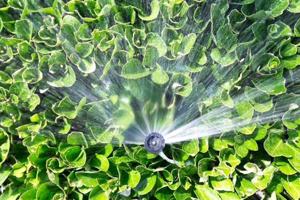 Sprinkler i grön växt — Stockfoto