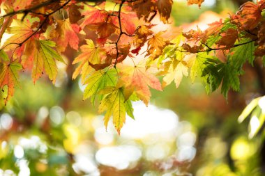 güzel altın yaprağı genel Park