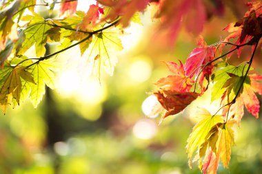 güzel altın yaprağı genel Park
