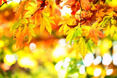 güzel altın yaprağı genel Park