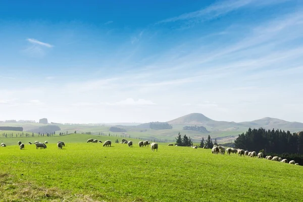 Hermoso pasto con animales cerca de la colina —  Fotos de Stock