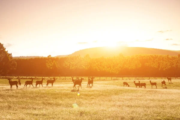 Beautiful pasture with animals near hill — Stock Photo, Image