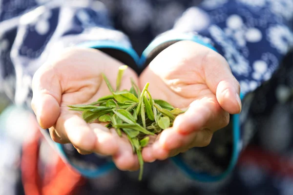 Junge Chinesin Hält Grüne Teeblätter — Stockfoto