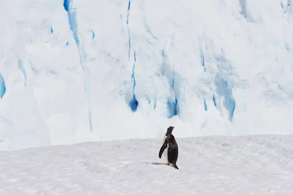 Красиві Білих Крижані Пагорб Печери Антарктиці — стокове фото