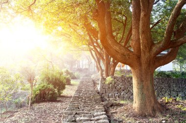 Büyük ağaçlar Park'ta Güneş gökyüzünde yakın kayalık adımları