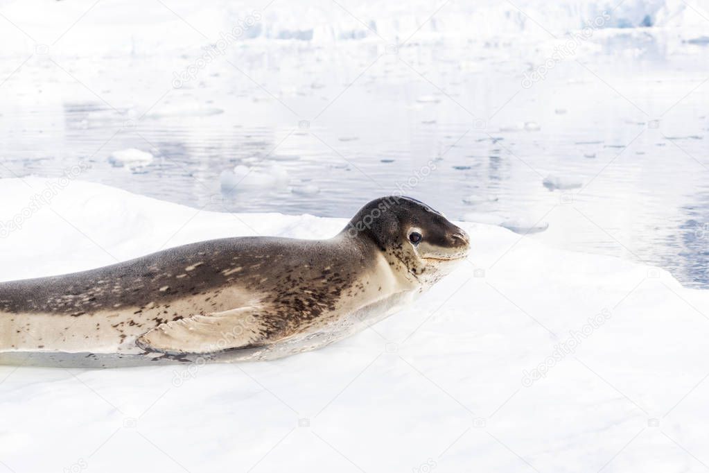icy beach with resting wild seal in Antarctic