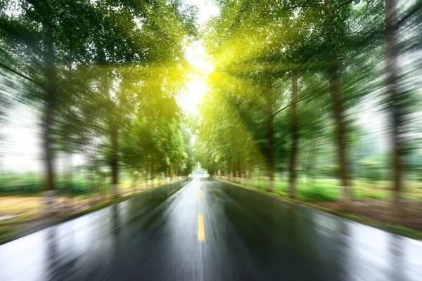 太陽の下で木の芝生とアスファルトの道路 — ストック写真