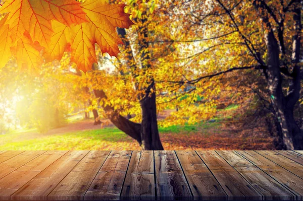 La luz del sol en un bosque con mesa —  Fotos de Stock