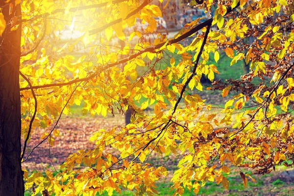 La luz del sol en un bosque —  Fotos de Stock