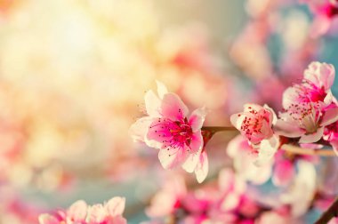 Güneşin şeftali çiçekleri