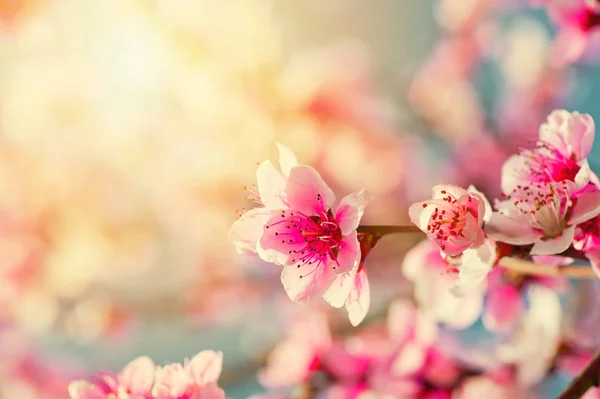 Perzik bloemen in de zon — Stockfoto