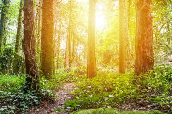 Beautiful green forest at sunset — Stock Photo, Image