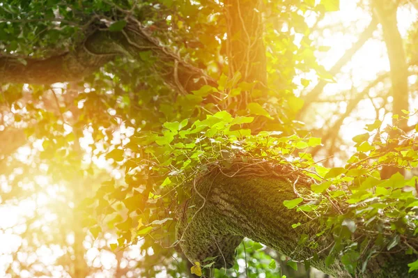 Gyönyörű zöld erdő naplementekor — Stock Fotó