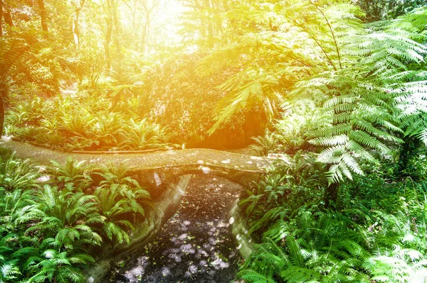 Красивый тропический лес на закате — стоковое фото