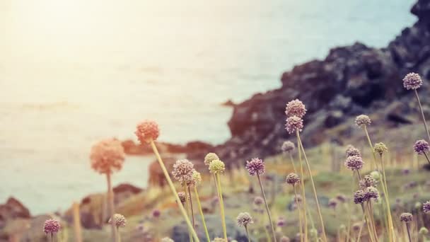 Flores Costa Mediterrânea Efeito Vintage — Vídeo de Stock