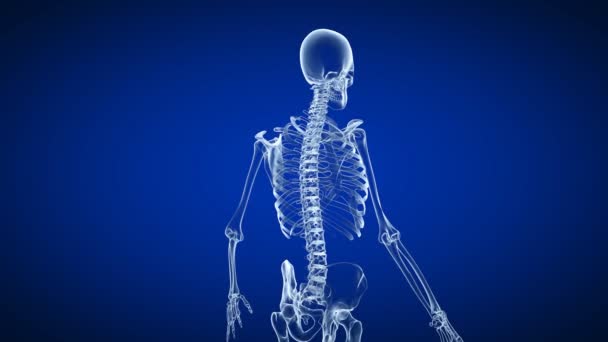 3D, ağrılı bir sırtın tıbbi olarak doğru canlandırılması. — Stok video