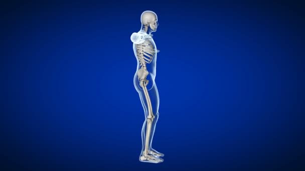 3d görs medicinskt korrekt loopable animation av det mänskliga skelettet — Stockvideo