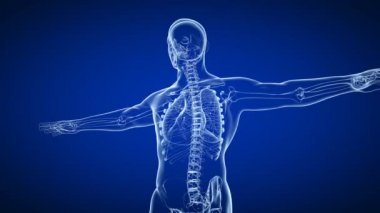 İnsan Solunum Sistemi Akciğerleri Anatomisi. Üç Boyut