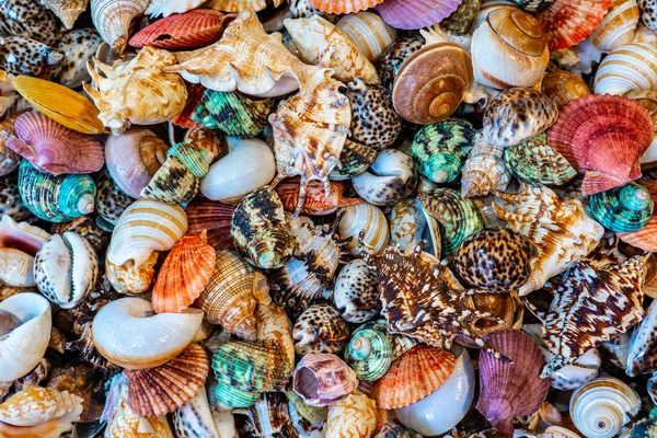 Piękne morze różne kolorowe muszle tekstury tła — Zdjęcie stockowe