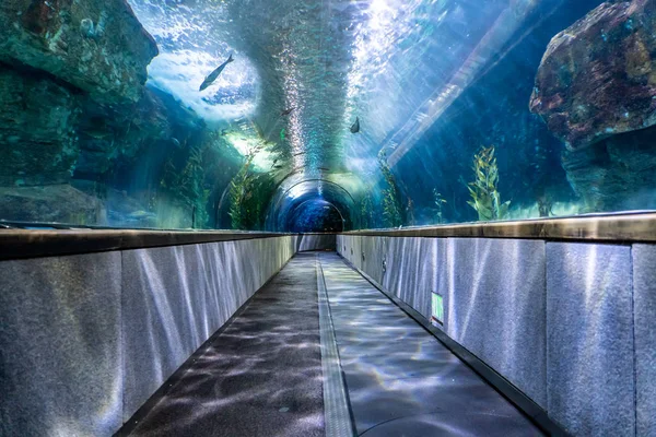 Empty aquarium tunnel in San Francisco — Stock Photo, Image
