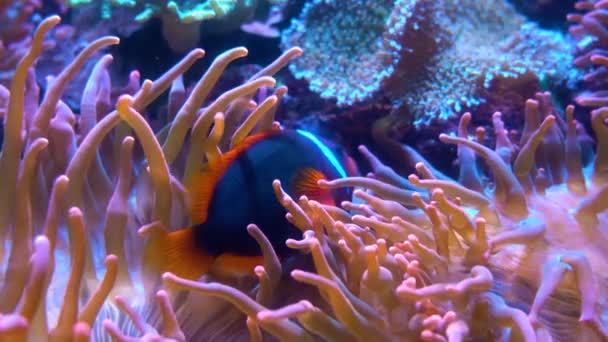 Bela flor do mar no mundo subaquático com peixes. Flores do mar em movimento no aquário — Vídeo de Stock