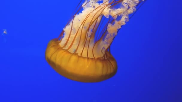 Vista de cerca de una medusa grande con fondo azul — Vídeos de Stock