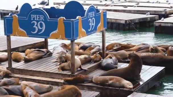 サンフランシスコ・カリフォルニア・ウサギ- 9月2019海またはピア39で木製のいかだに乗って日光浴をシールは、サンフランシスコの旅行者のための有名な場所ですカリフォルニア・ウサギ — ストック動画