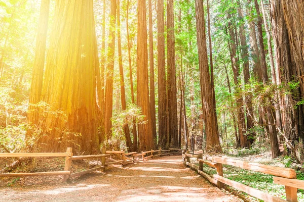 サンフランシスコ近郊のミュアの森の巨大なレッドウッドを通るハイキングコース-カリフォルニア州、アメリカ — ストック写真