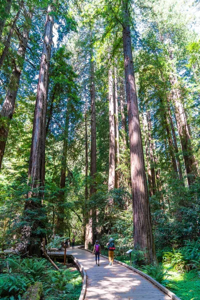 ミューア森林の巨大なレッドウッドを通してハイキング コース付近のサンフランシスコ、カリフォルニア、米国 — ストック写真