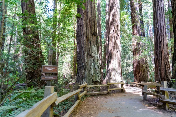 サンフランシスコ近くのミュアの森の巨大なレッドウッドを歩くハイキングコース — ストック写真