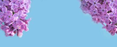 Bahar ve yaz çiçekli arka plan