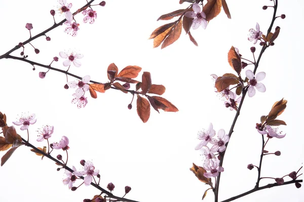 春と夏の花の背景 — ストック写真