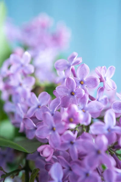 Primavera Verano Fondo Floral Imágenes de stock libres de derechos