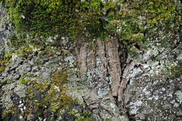 Weathered bark with cracks and moss — Stock Photo, Image