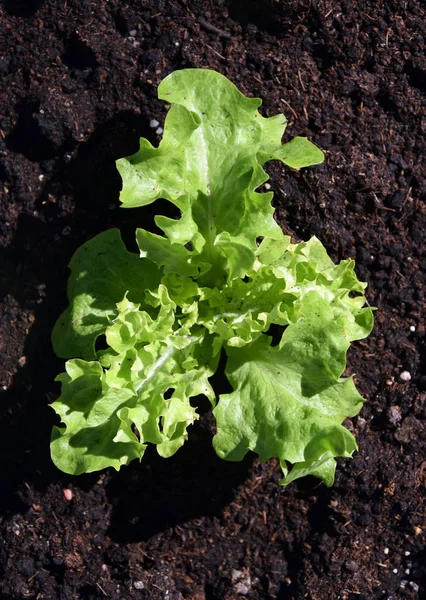 Bir yuva salata — Stok fotoğraf