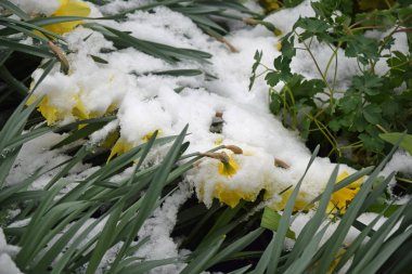 Ödünç Lilly ile kar